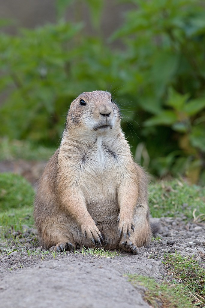zoogdieren hdr natuur huisdieren zoogdier huisdier mammalia natuurmonumenten staatsbosbeheer zoo dierentuin